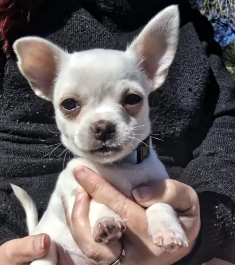 Lieve chihuahua pup puppy, Reu, Eén hond, Chihuahua, Nederland