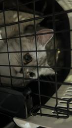 Zwanger Poes Silver shaded te koop, Ophalen of Verzenden, Zo goed als nieuw, Riet