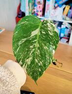 Monstera variegata stek, Huis en Inrichting, Kamerplanten, Ophalen, Halfschaduw, Minder dan 100 cm