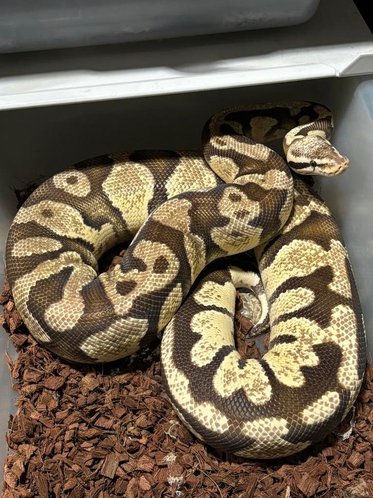 Python Regius – Vrouwelijke Firefly Het Desert Ghost Ball Python - female for sale from rik