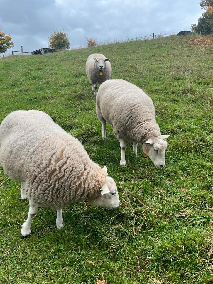 Drie knuffel schapen, Dieren en Toebehoren, Schapen, Geiten en Varkens, Schaap, Vrouwelijk
