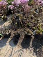 Rozen struikjes div kleuren komen 16/3 binnen, Ophalen, Overige soorten, Struik, Minder dan 100 cm