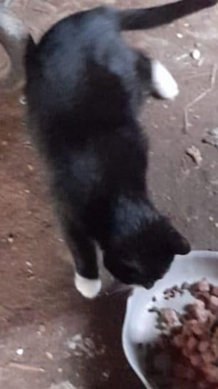 Boerderij poes, Dieren en Toebehoren, Geslacht onbekend, 0 tot 2 jaar