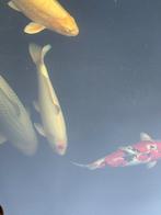 Koi karper tanco, Dieren en Toebehoren, Karper of Koi