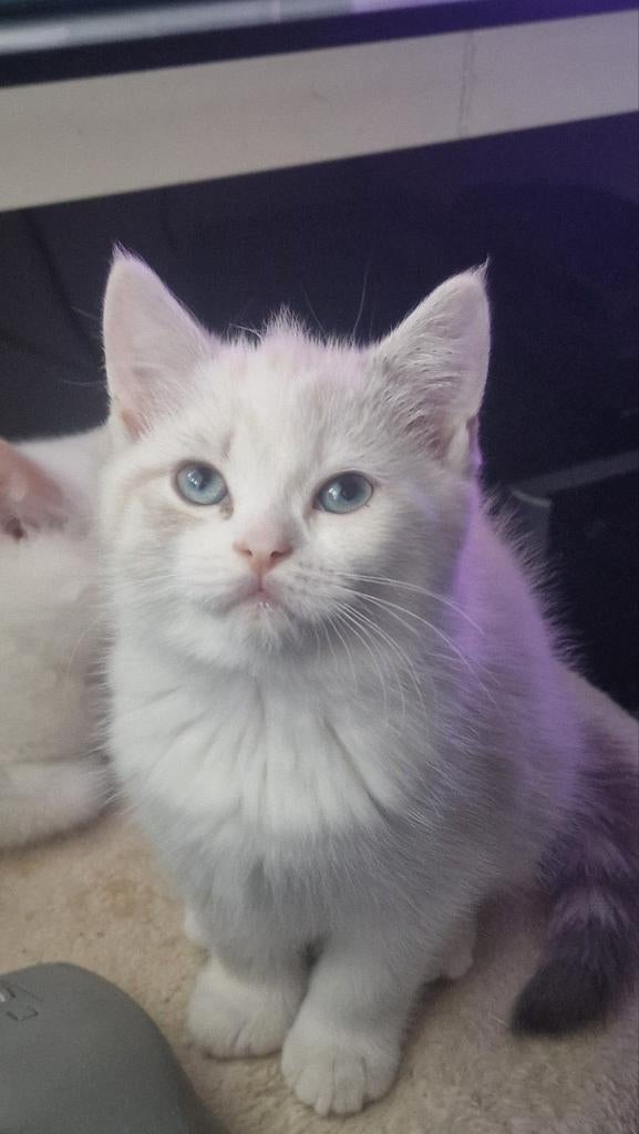 Laatste kater Britse kortharige Silver shaded, Dieren en Toebehoren, Katten en Kittens | Raskatten | Korthaar, Meerdere dieren