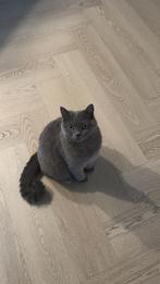 Hele lieve britse korthaar van 1 stamboom, Dieren en Toebehoren, Katten en Kittens | Raskatten | Korthaar, Kater, Met stamboom