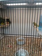 Zwartkopsijzen koppel lichte, Dieren en Toebehoren, Meerdere dieren