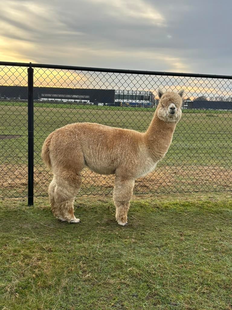 Alpaca dekhengst te koop, stamboom!, Dieren en Toebehoren, Overige Dieren, April, Mannelijk