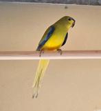 Elegant/Eleganten, Dieren en Toebehoren, Vogels | Parkieten en Papegaaien, Meerdere dieren, Parkiet, Geringd