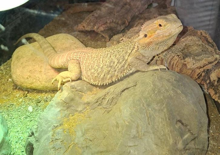 Baardagaam Bearded Dragon - unknown for sale from S.