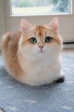 Dekkater Britse Korthaar, Black Golden, met stamboom, Dieren en Toebehoren