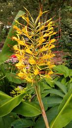 Sier gember hedychium gardnerianum, Ophalen, Overige soorten, Volle zon