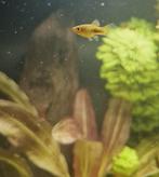 Baby platy’s, Dieren en Toebehoren, Vis