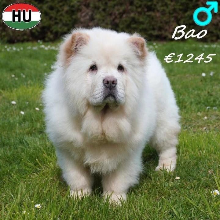 Bao, prachtige Chow Chow pup te koop, Dieren en Toebehoren, Honden | Poolhonden, Keeshonden en Oertypen, 15 weken tot 1 jaar, Buitenland