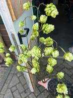 Silka takken, Ophalen, Zo goed als nieuw