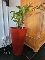 Rode hoge ovale bloempot, Ophalen, Steen, 50 tot 75 cm, Zo goed als nieuw