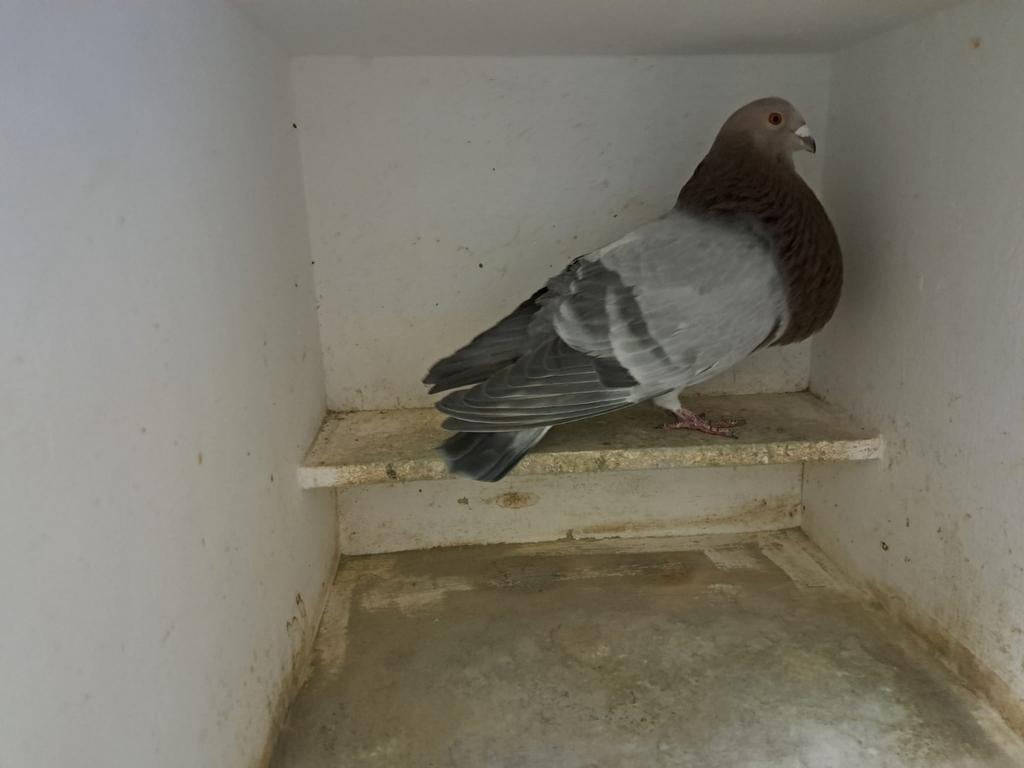 Doffer niet gevangen kropper, Dieren en Toebehoren, Mannelijk