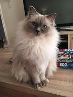 DEKKATER RAGDOLL BLUE POINT, Dieren en Toebehoren, 0 tot 2 jaar