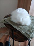 Lieve witte jonge teddy dwerg voedster, Dieren en Toebehoren, Vrouwelijk, Klein, 0 tot 2 jaar