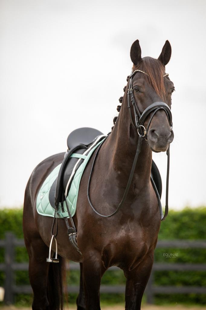 Gouden grondwerk/coachpaard met potentie tot (veel) meer, Ruin, M, Dressuurpaard, 7 tot 10 jaar