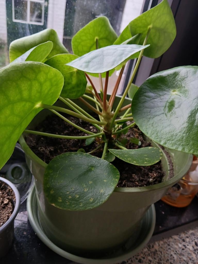 Pannenkoekplant met kleine stekjes, Ophalen