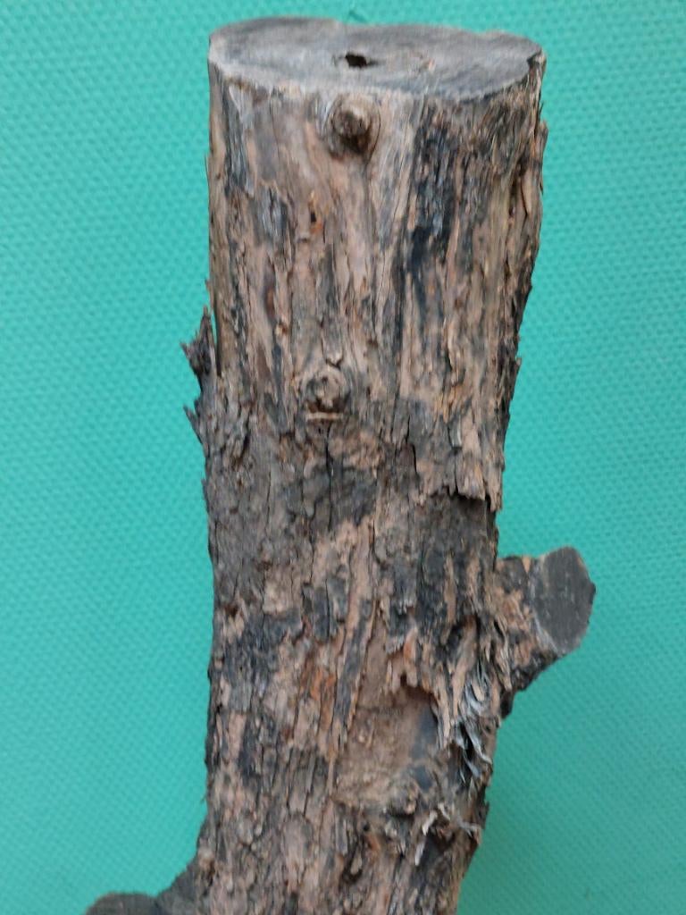 Boomstam op voet, Ophalen, Nieuw