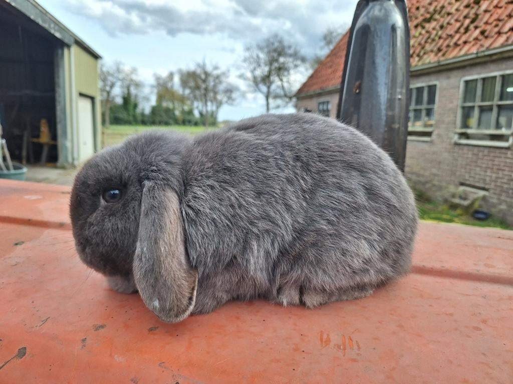 Nederlandse hangoor dwerg voedster blauw, Dieren en Toebehoren, Konijnen, Vrouwelijk, Dwerg, Hangoor