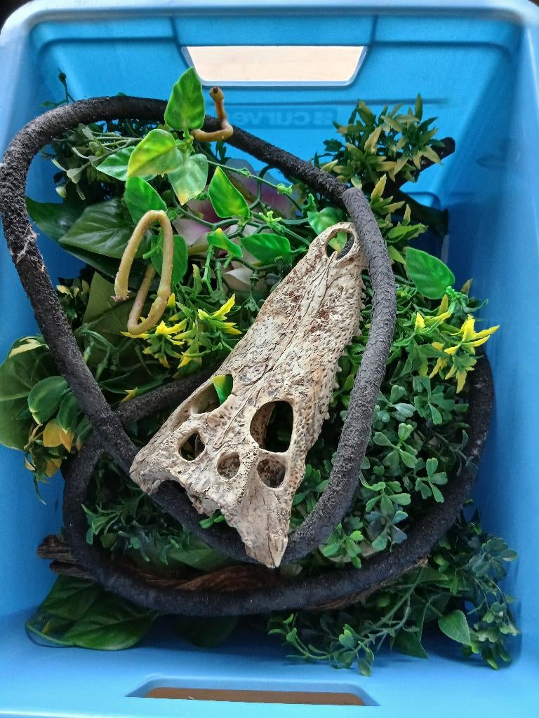 Bak vol terrarium planten,lianen en 1 schedel, Ophalen, Gebruikt, Tak, Plant, Rots of Steen
