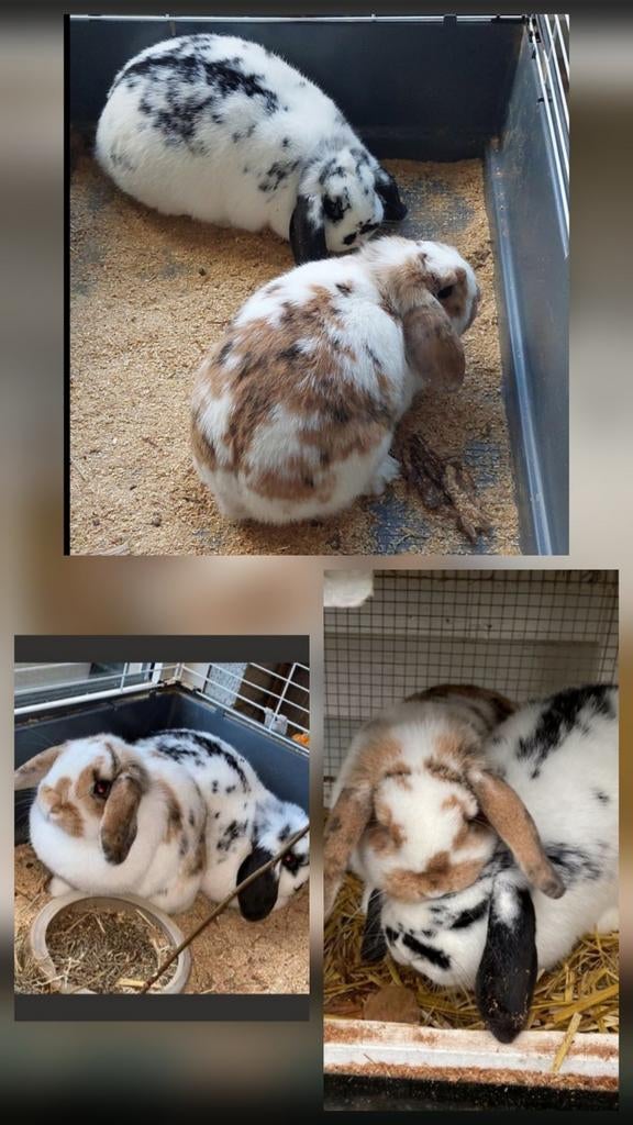 Twee leuke konijnen., April, Mannelijk, Overige typen