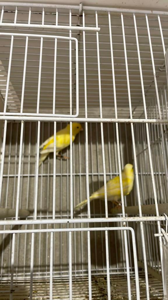 Waterslagerkoppel, Dieren en Toebehoren, Meerdere dieren