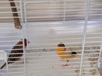 kanarie's met kooi, Dieren en Toebehoren, Meerdere dieren, Zangkanarie