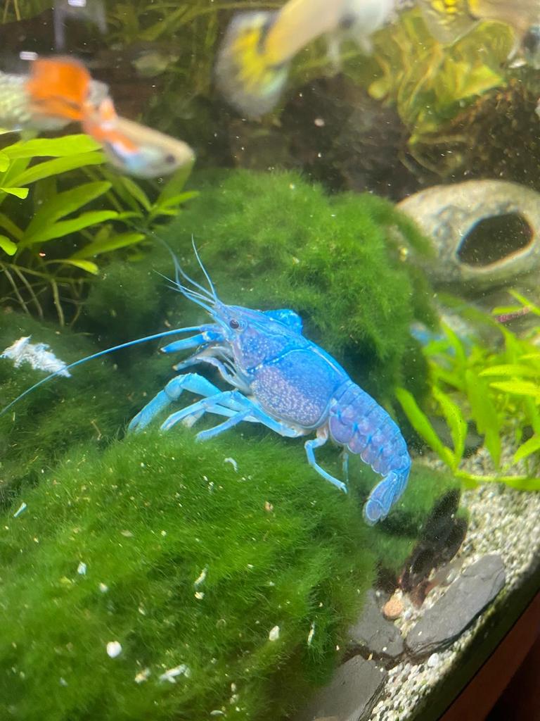 Blauwe florida kreeft 5=6, Vis