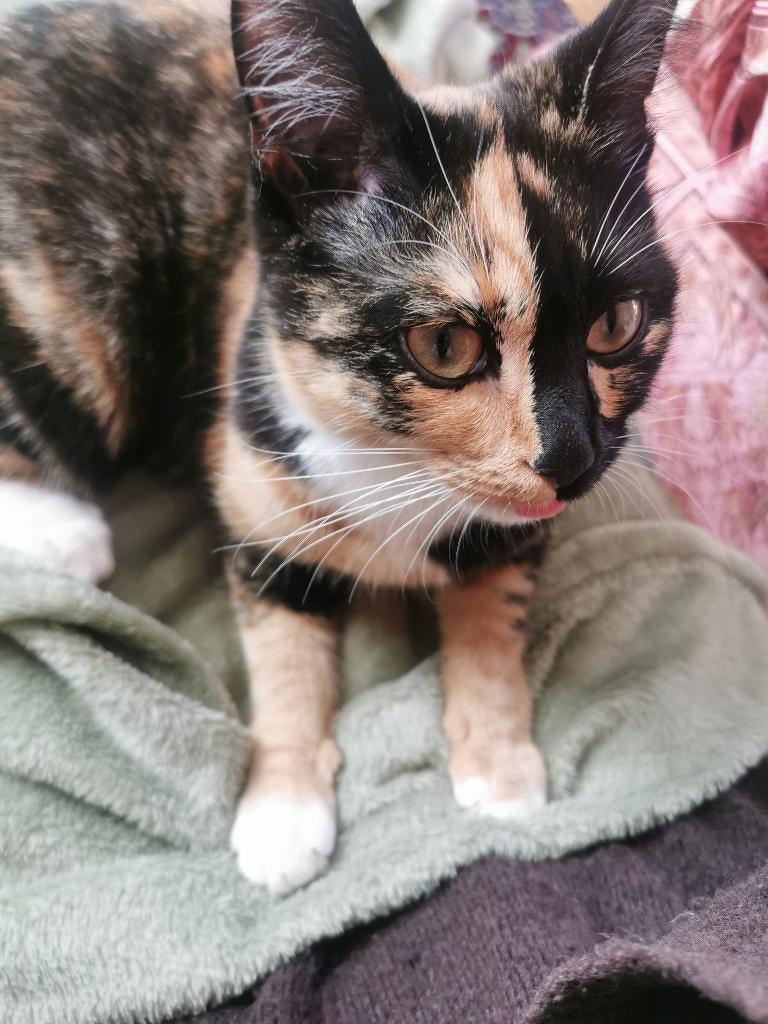 Poes, Dieren en Toebehoren, Poes, Kortharig, 0 tot 2 jaar