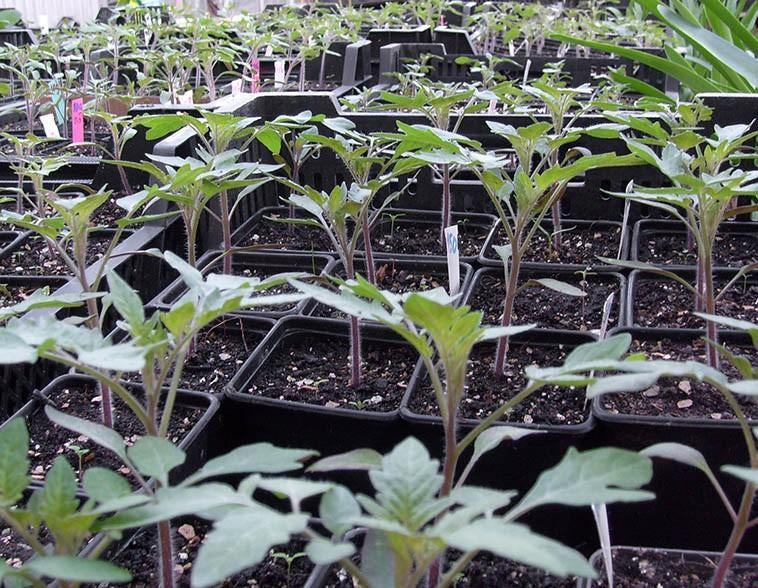 Biologische tomatenplanten, tomaat, tomaten, Ophalen of Verzenden, Volle zon