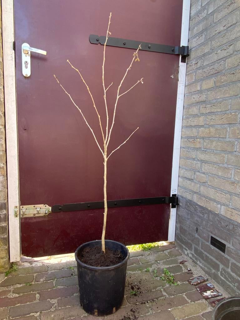 Hibiscus struik , plant ca 100 cm hoog , goed geworteld, Ophalen, Overige soorten, Minder dan 100 cm
