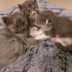 Mooie raszuivere Maine Coon Kittens, Poes, Ontwormd, 0 tot 2 jaar