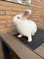 Mooie Witte wener ram, Dieren en Toebehoren, Konijnen, Mannelijk, Groot, 0 tot 2 jaar