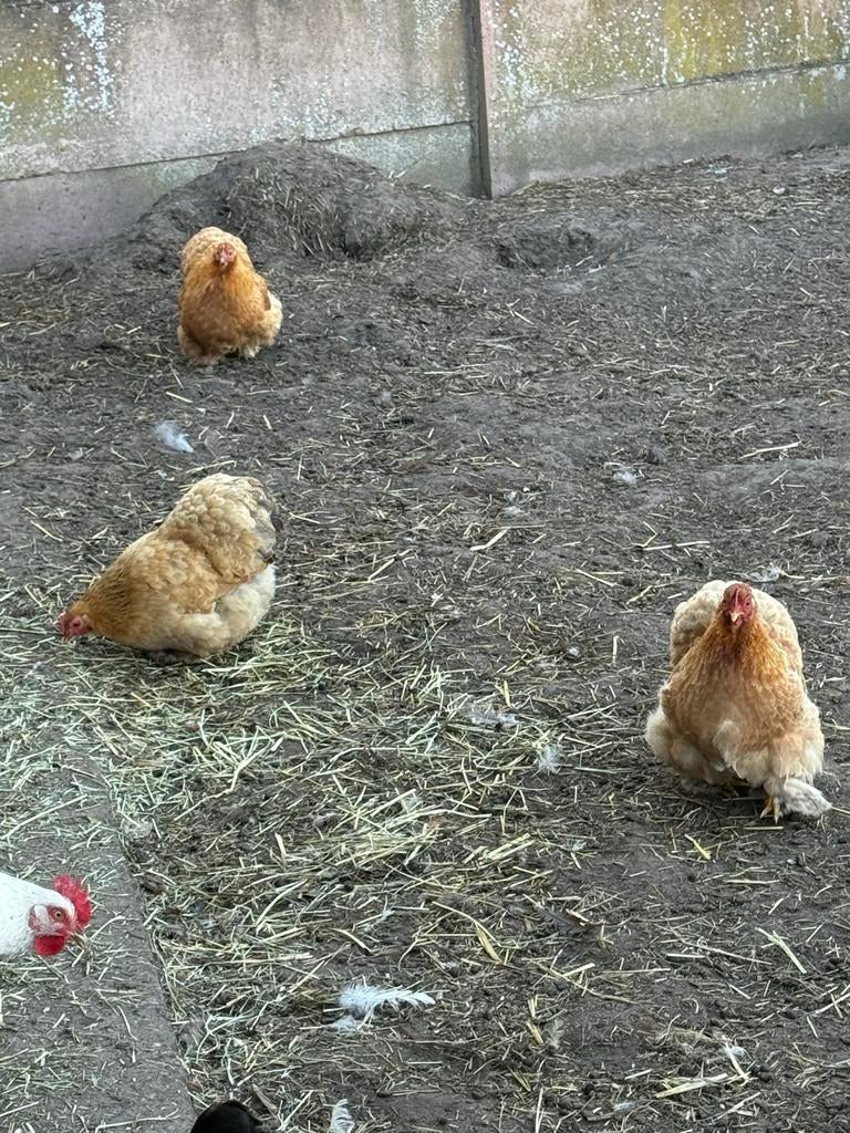 Cochin kriel kippen te koop, Dieren en Toebehoren, Vrouwelijk, Kip