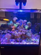Red Sea Reefer 170L zeeaquarium. Incl levende Have/techniek, Ophalen, Gevuld zeewateraquarium