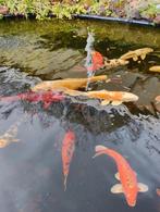 Zwarte grond gevraagd gratis, Tuin en Terras, Aarde en Mest, Ophalen of Verzenden, Tuinaarde