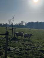 Gezocht : Te koop of te huur stukje wei rond Terschuur., Dieren en Toebehoren, Weidegang, 2 of 3 paarden of pony's
