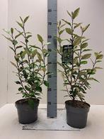 elaeagnus ebbingei compacta - olijfwilg, Tuin en Terras, Ophalen, Overige soorten, Haag, Minder dan 100 cm