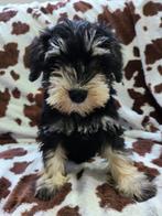 Dwergscnauzer pups, Parvo, Overige rassen, 8 tot 15 weken, Meerdere