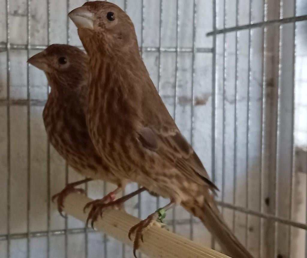 Roodmussen koppeltje, Dieren en Toebehoren, Meerdere dieren, Postuurkanarie