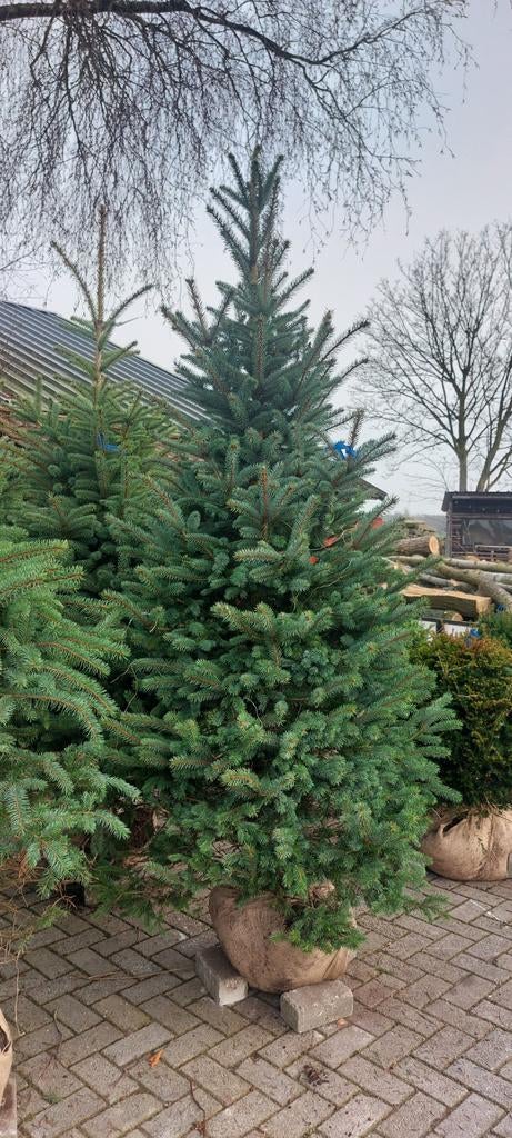 Kerstbomen voor de tuin, Ophalen, Volle zon, Overige soorten