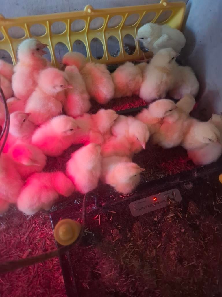 Mestkuikens, Mannelijk, Kip