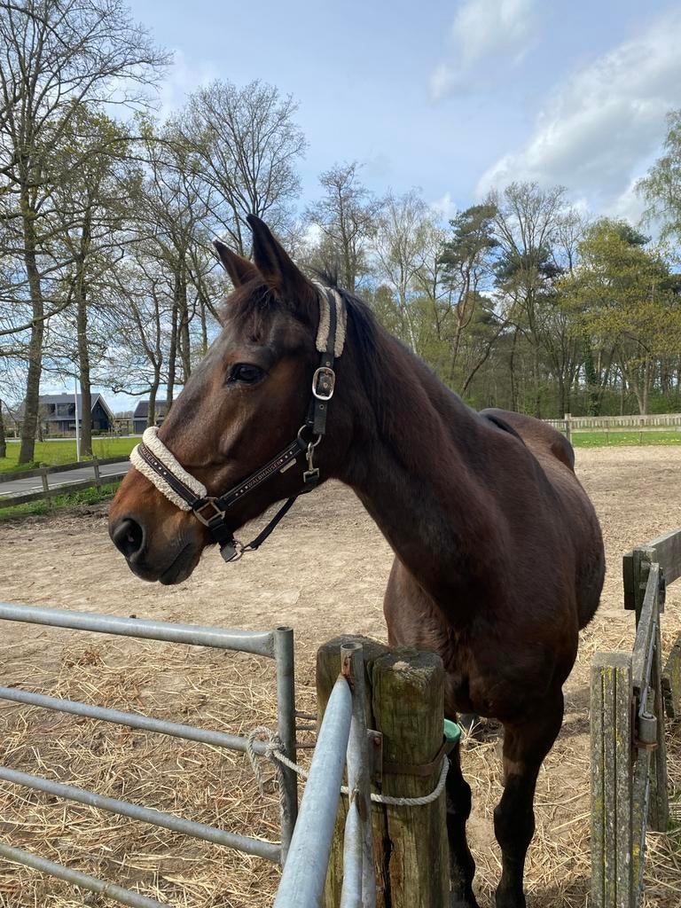 SPOED!!: stalling/pensioenplek gezocht lieve bejaarde merrie, Weidegang, 1 paard of pony