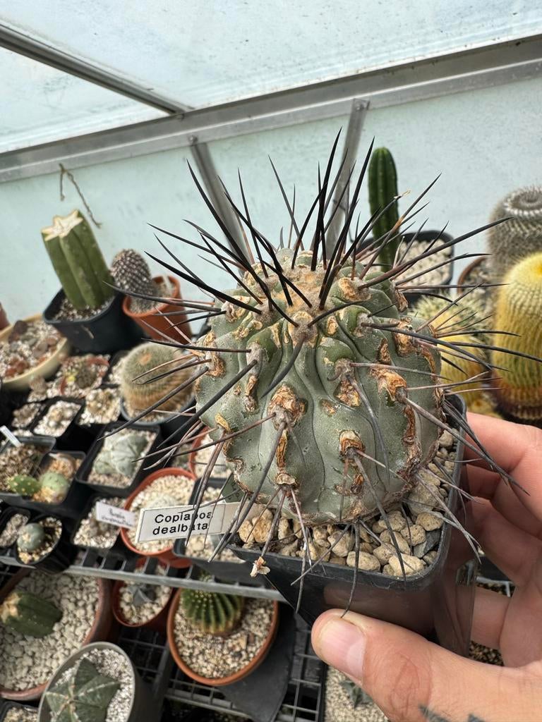 Copiapoa dealbata - Zeldzame Chileense Cactus, Tuin en Terras, Overige soorten, Volle zon, Vaste plant, Ophalen of Verzenden