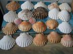 20 sint jacobs schelpen nr VV 152, Verzenden, Schelp(en)