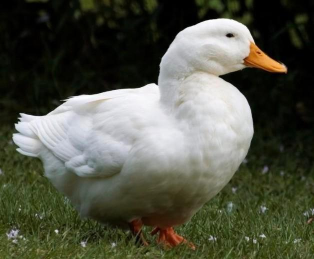 GEVRAAGD: Broedeieren Pekingeend, Dieren en Toebehoren, Pluimvee, Geslacht onbekend, Eend